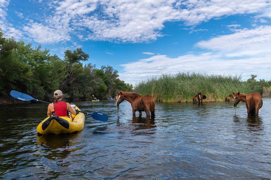 Kayaking past wild horses on the Salt River